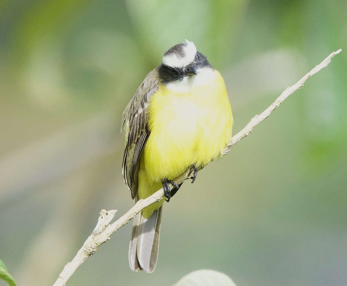 Social Flycatcher - ML647161443