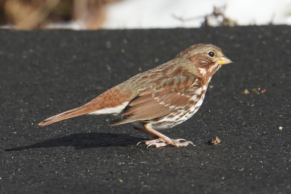 strnadec kaštanový (ssp. iliaca/zaboria) - ML647161446