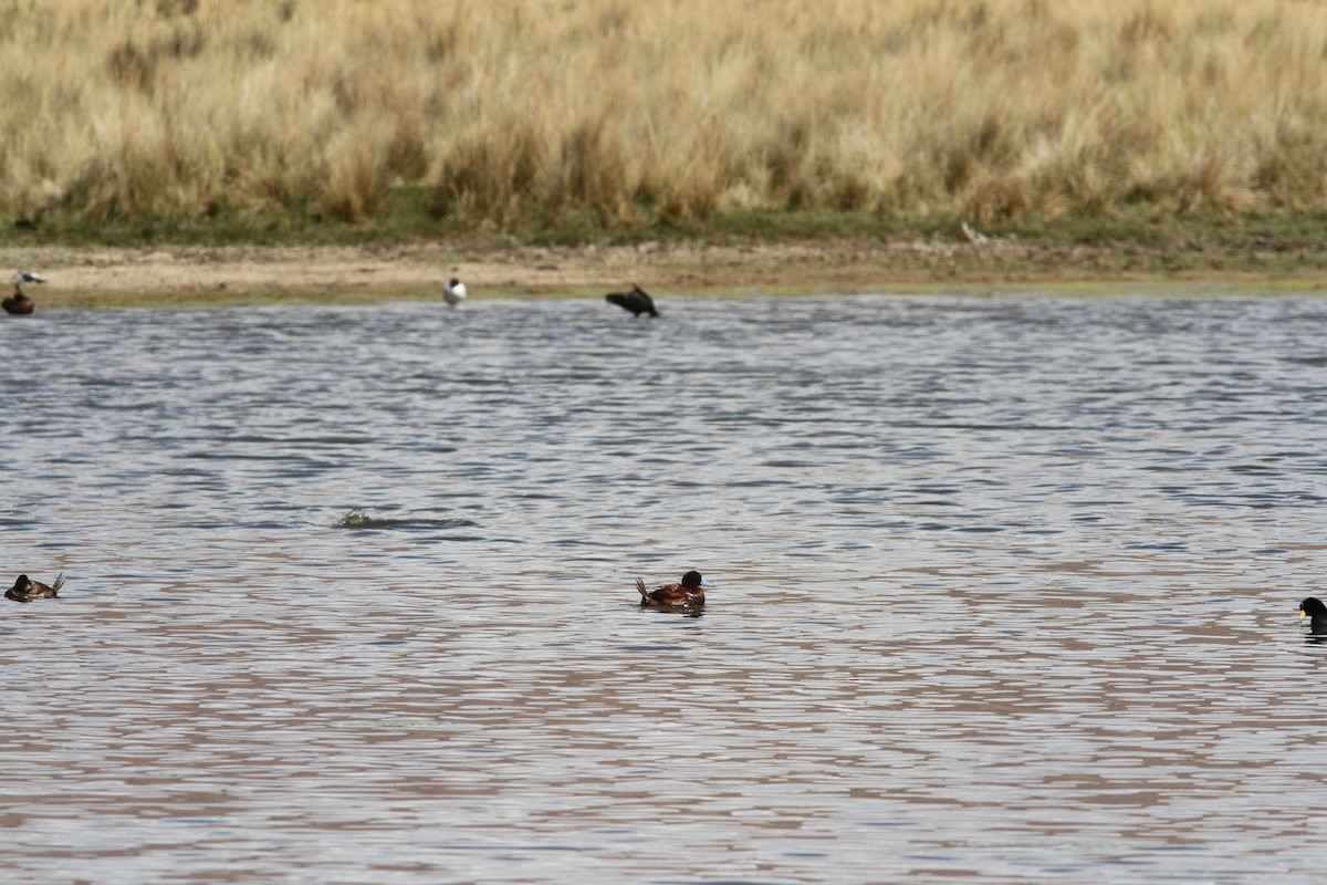 Andean Duck - ML647161450