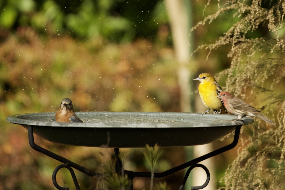 Baltimore Oriole - ML647161452