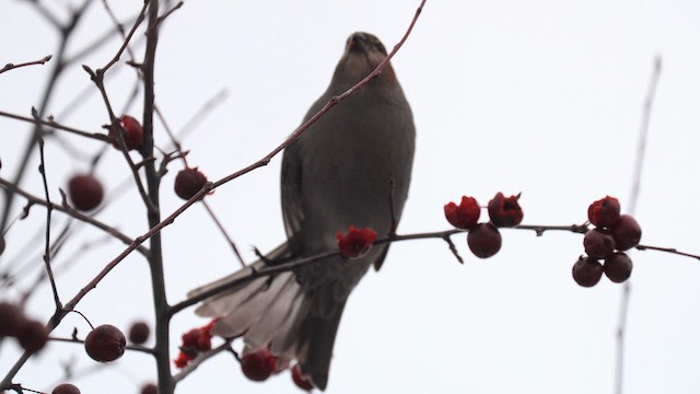 Pine Grosbeak - ML647161453