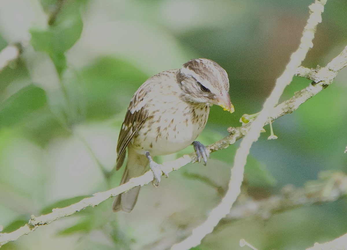 Rose-breasted Grosbeak - ML647161454