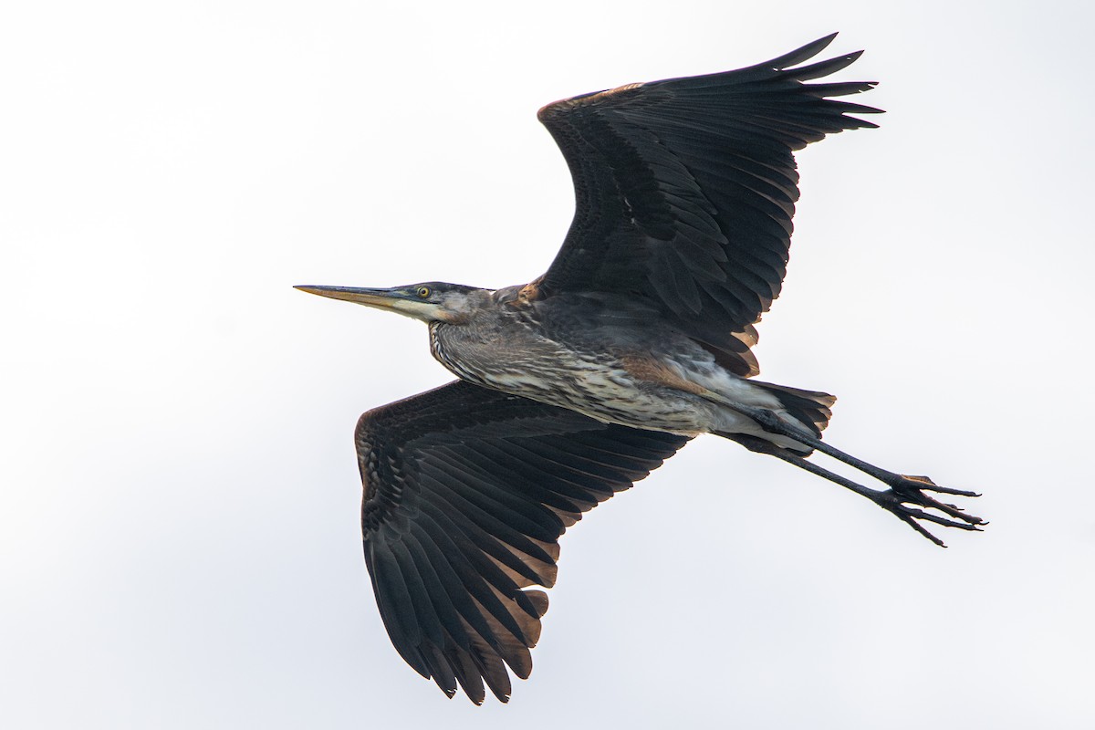 Great Blue Heron - ML647161455