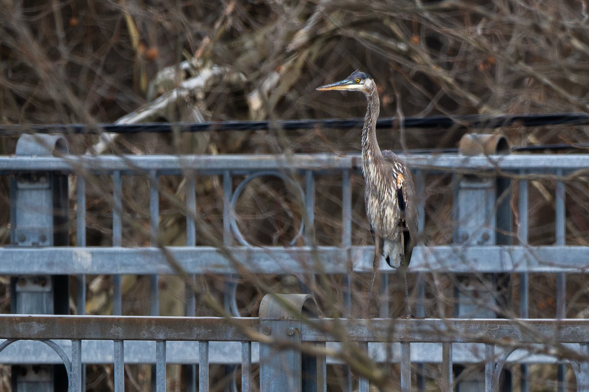 Great Blue Heron - ML647161456