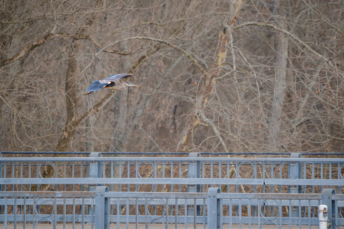 Great Blue Heron - ML647161457