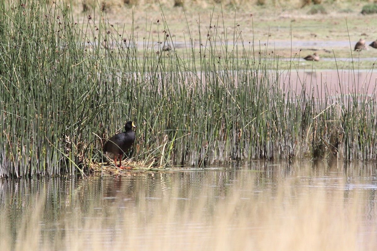 Giant Coot - ML647161458