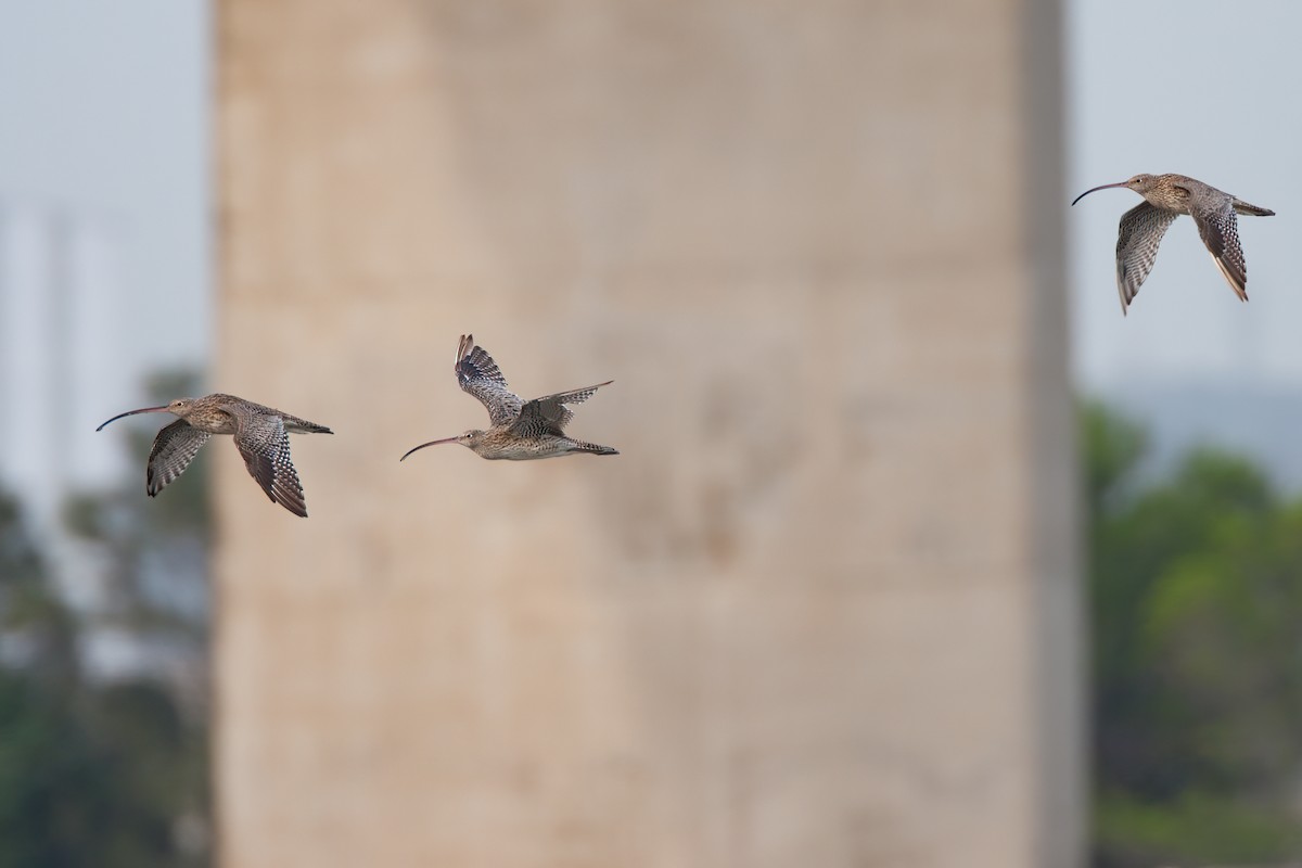 Far Eastern Curlew - ML647161459