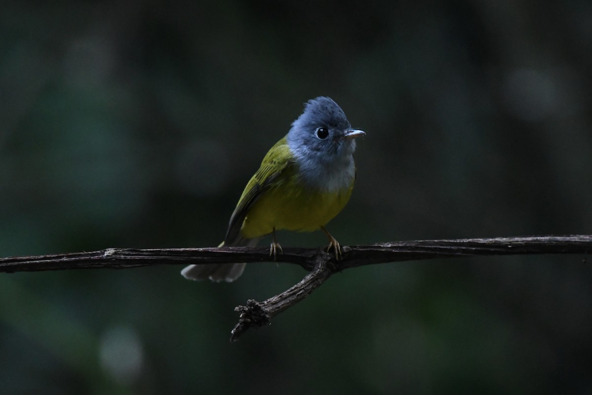 Gray-headed Canary-Flycatcher - ML647161460