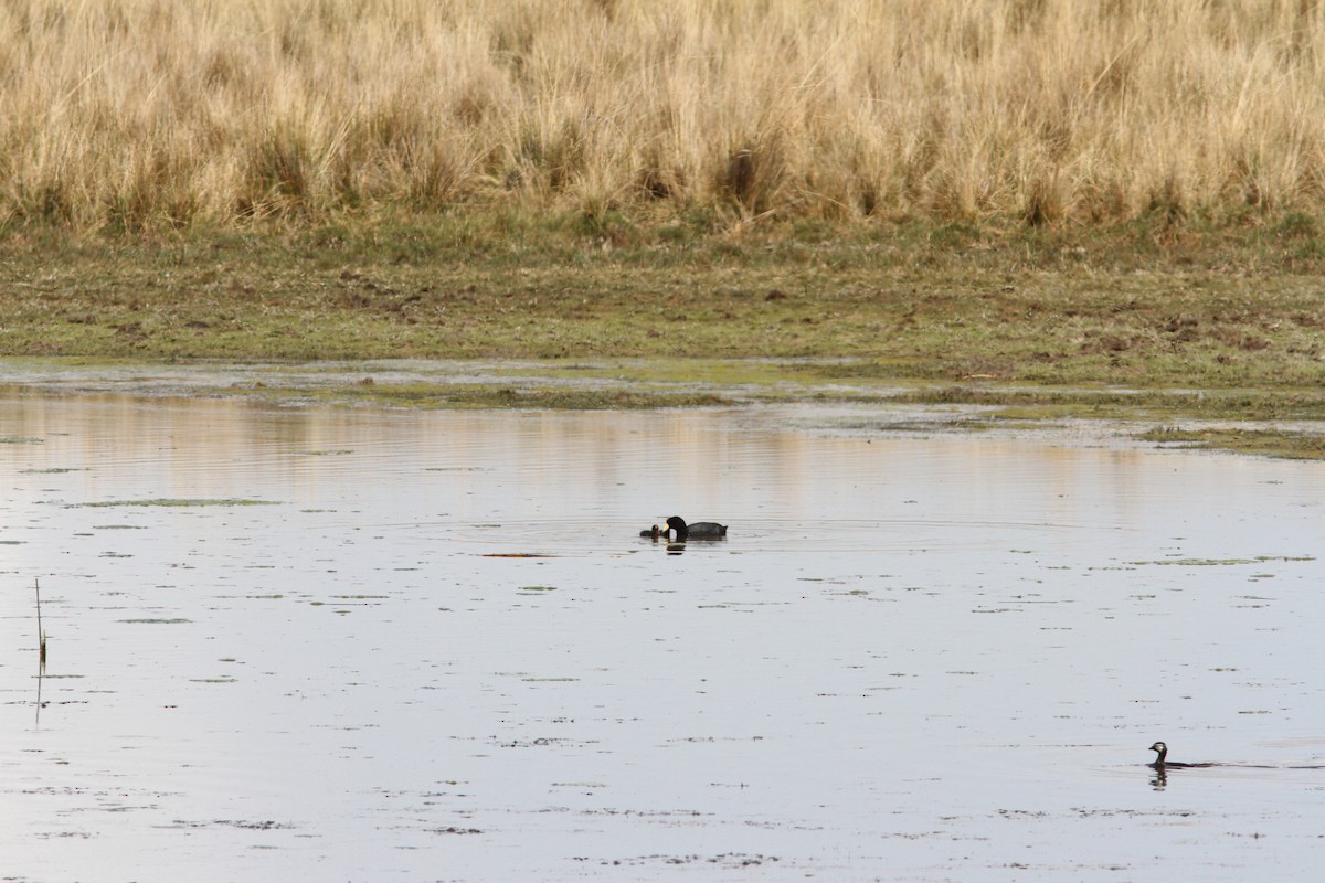 Slate-colored Coot - ML647161461