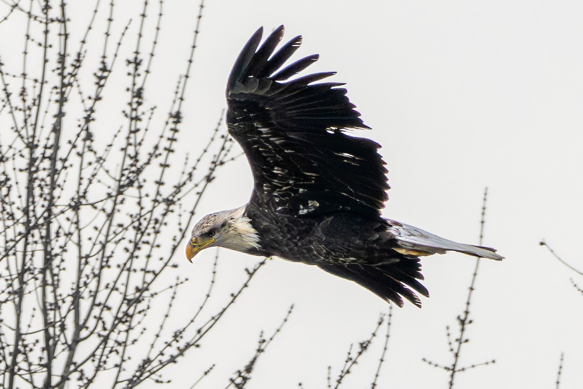 Bald Eagle - ML647161462