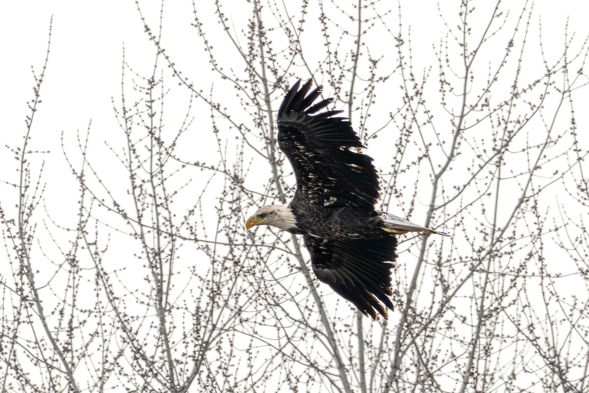 Bald Eagle - ML647161463