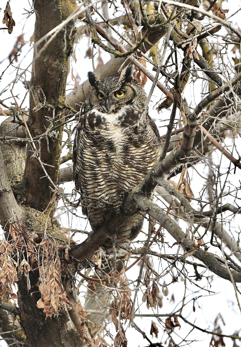 Great Horned Owl - ML647161464