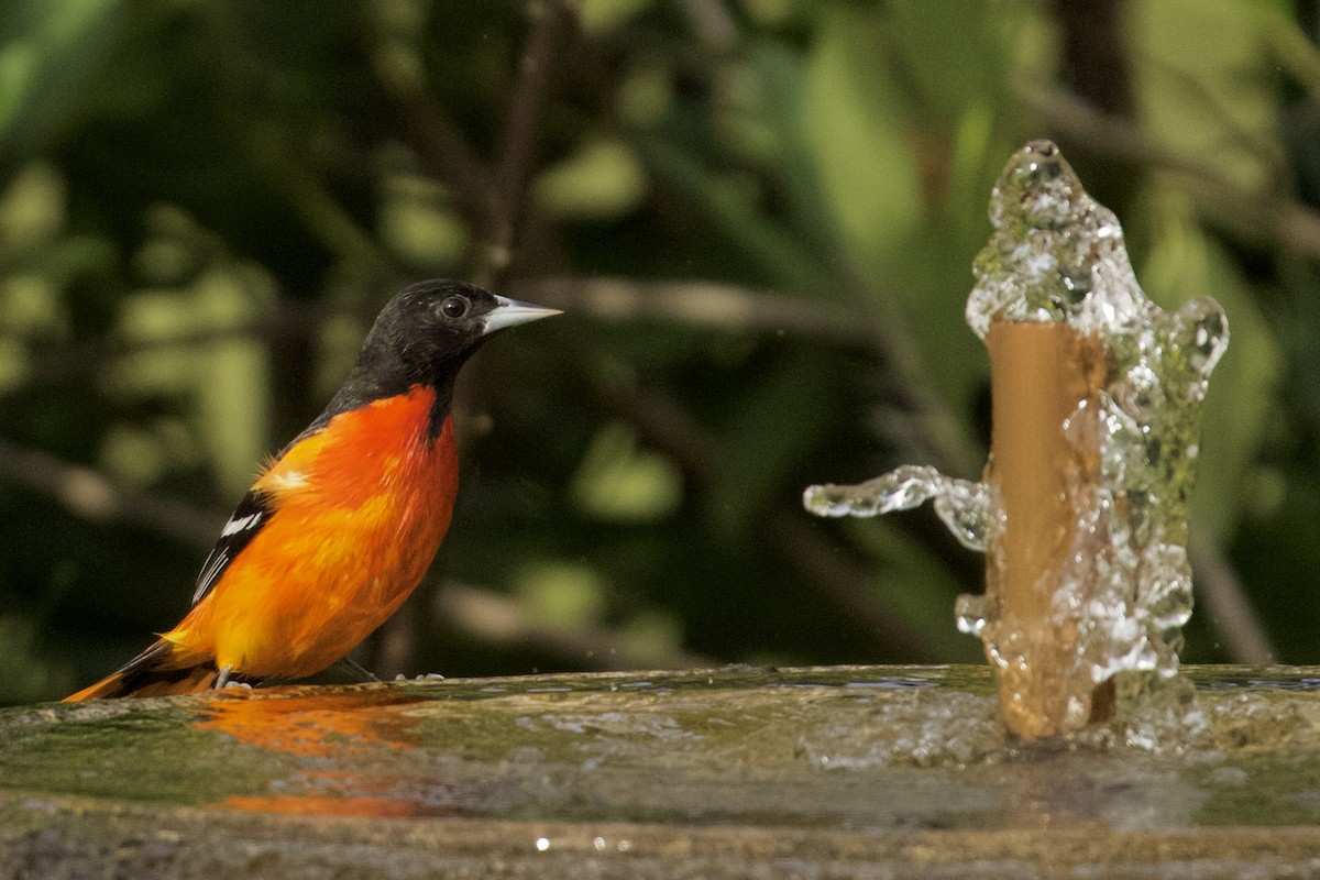 Baltimore Oriole - ML647161465