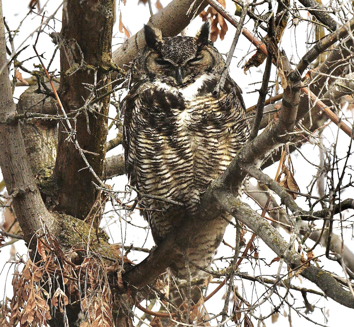 Great Horned Owl - ML647161466