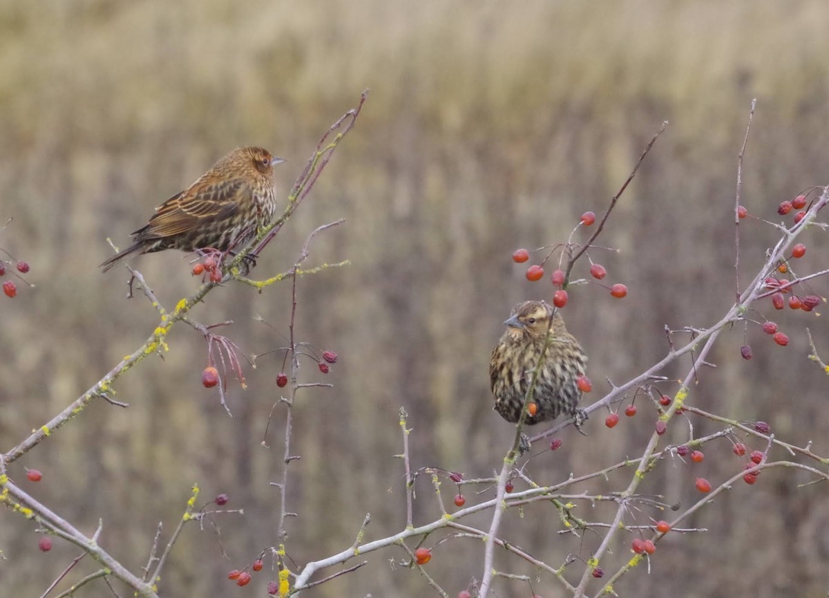 Red-winged Blackbird - ML647161467