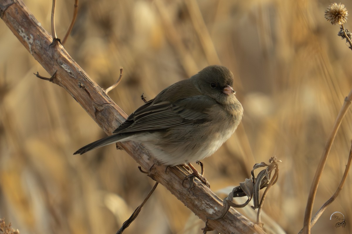 Dark-eyed Junco - ML647161468