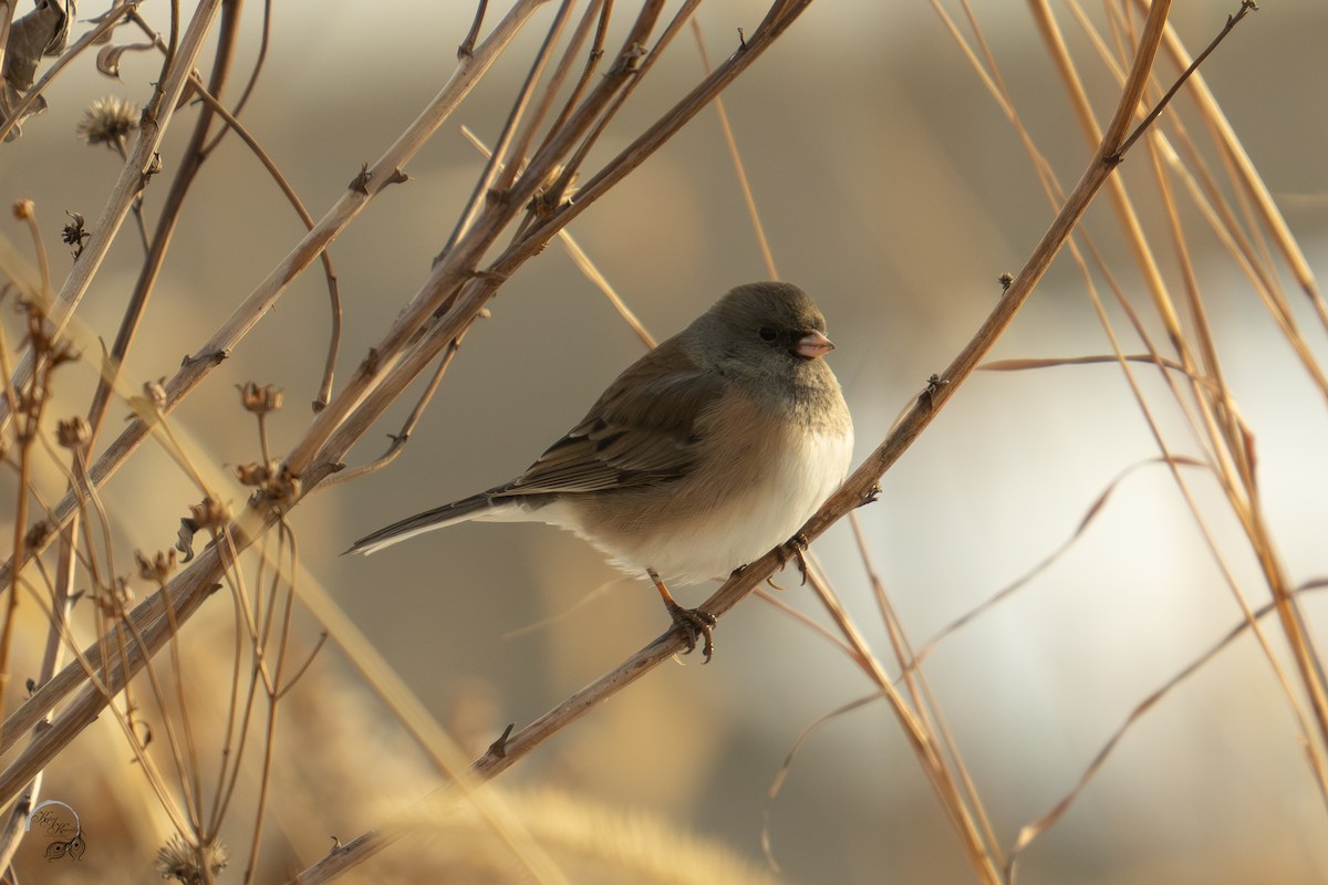 Dark-eyed Junco - ML647161469