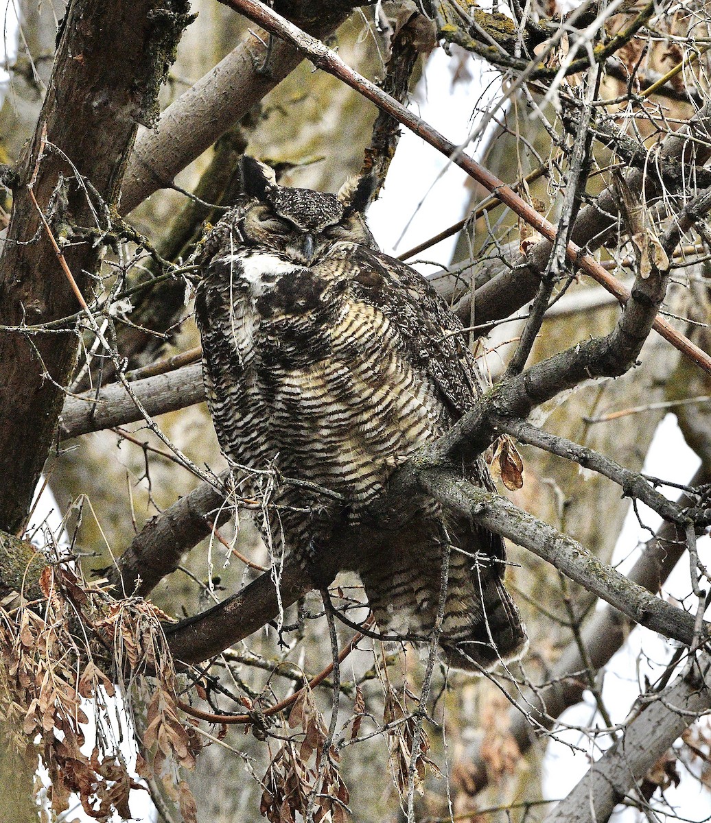 Great Horned Owl - ML647161470