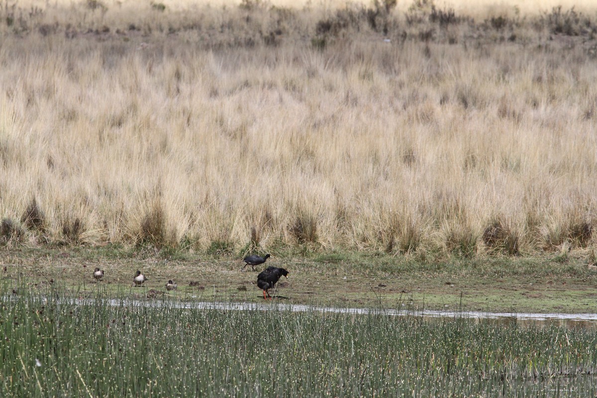 White-winged Coot - ML647161471