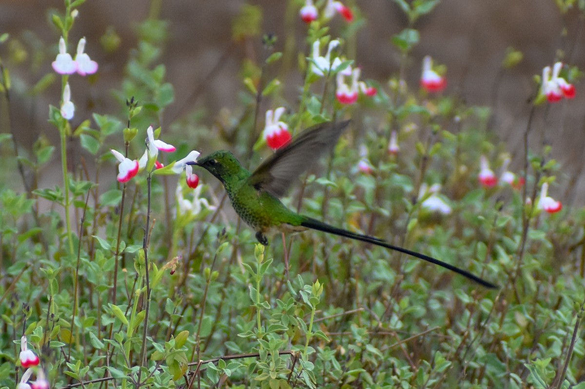 Black-tailed Trainbearer - ML647161472