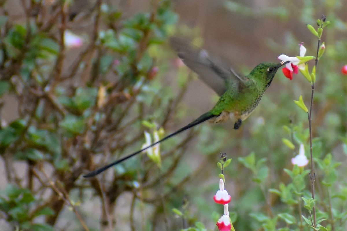 Black-tailed Trainbearer - ML647161473