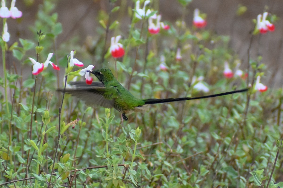 Black-tailed Trainbearer - ML647161474