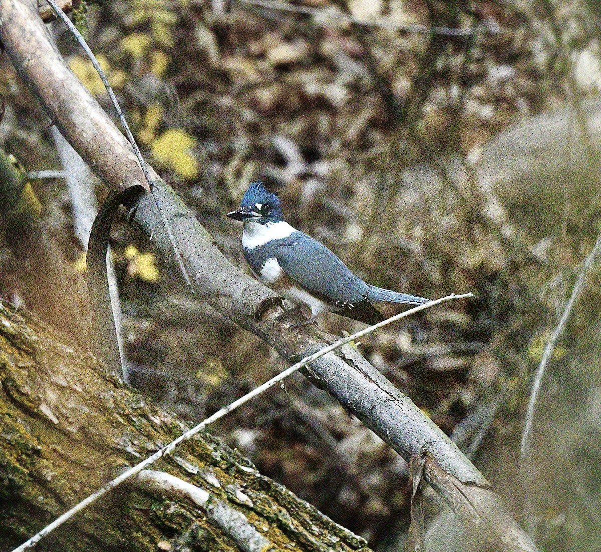 Belted Kingfisher - ML647161475