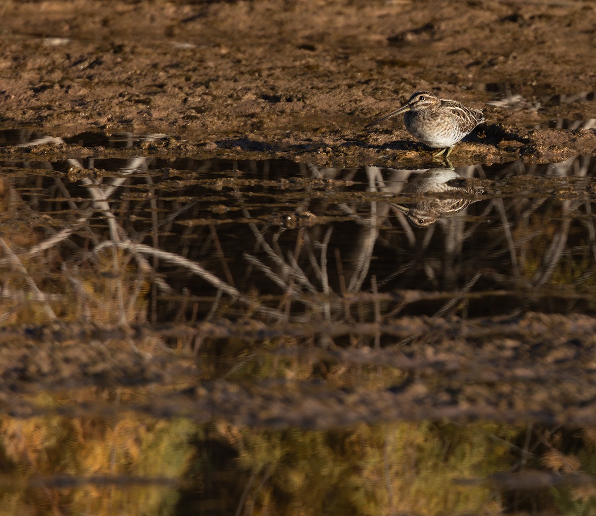 Wilson Suçulluğu - ML647161476