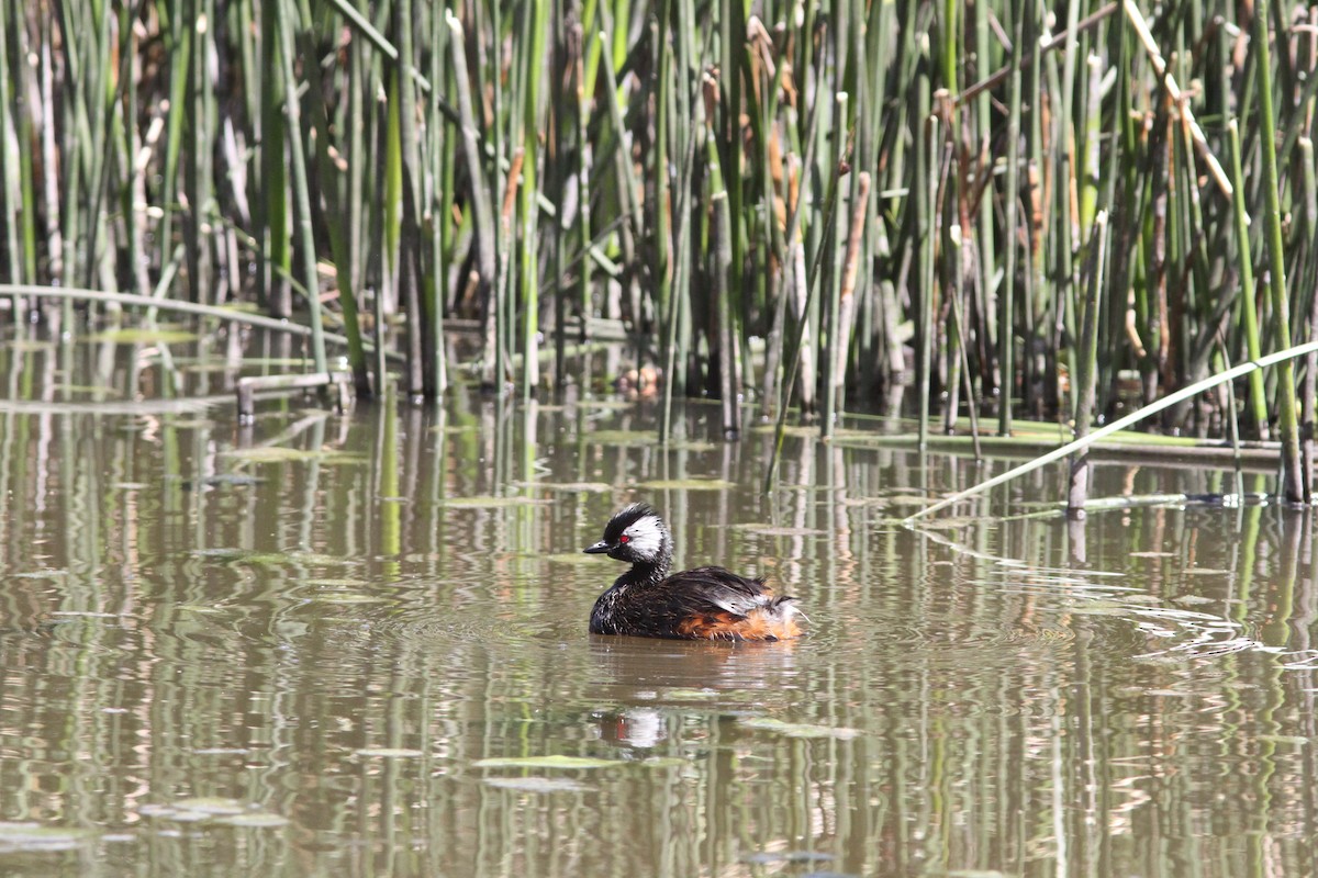 White-tufted Grebe - ML647161478