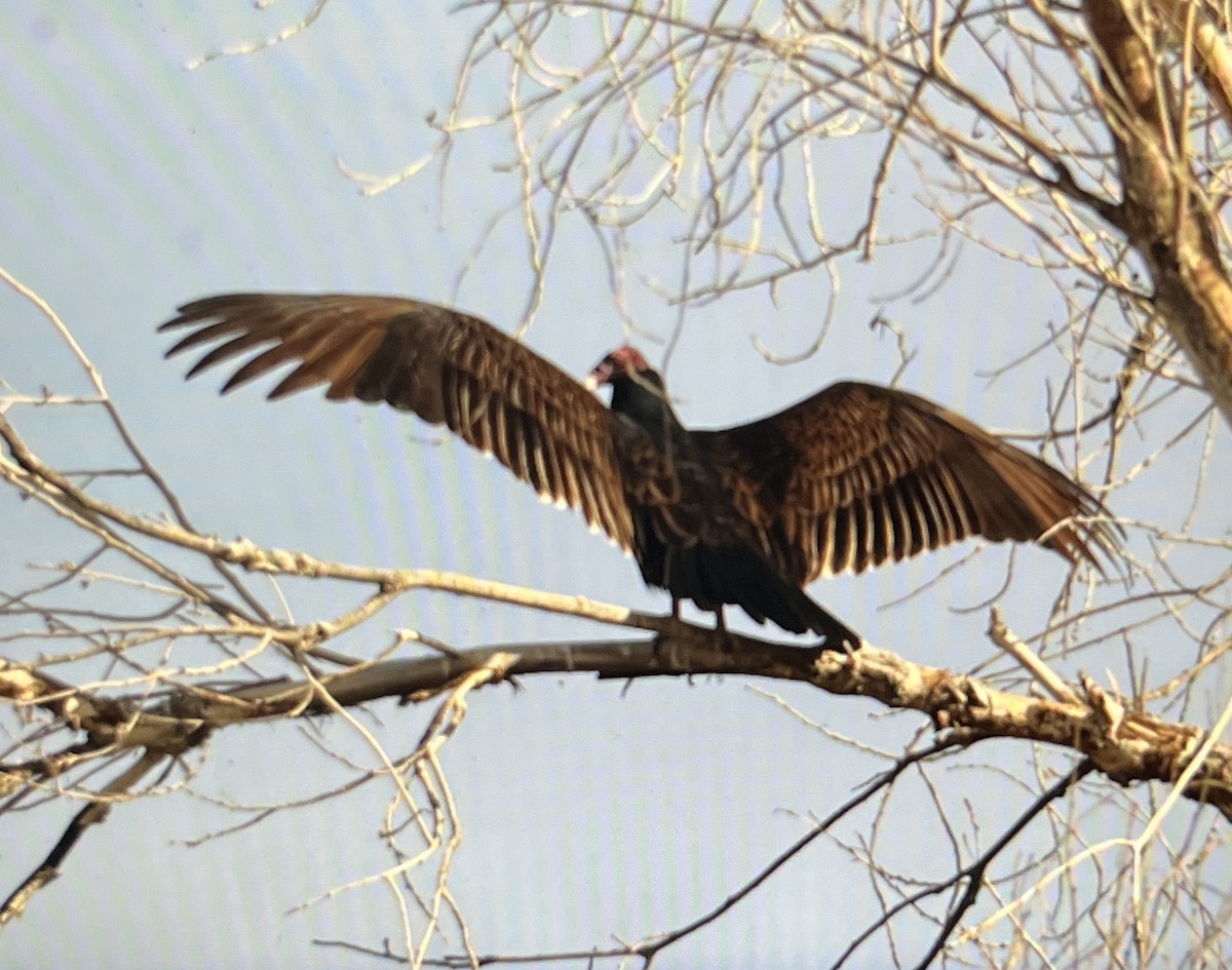 Hindi Akbabası - ML647161480