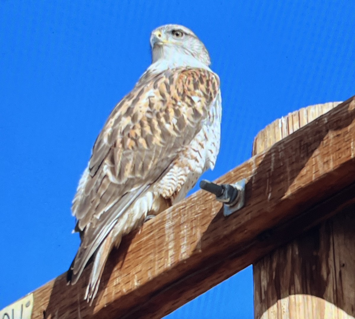 Ferruginous Hawk - ML647161486