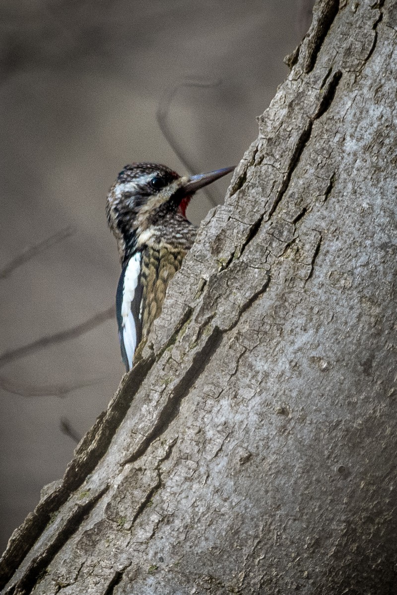 Yellow-bellied Sapsucker - ML647161487