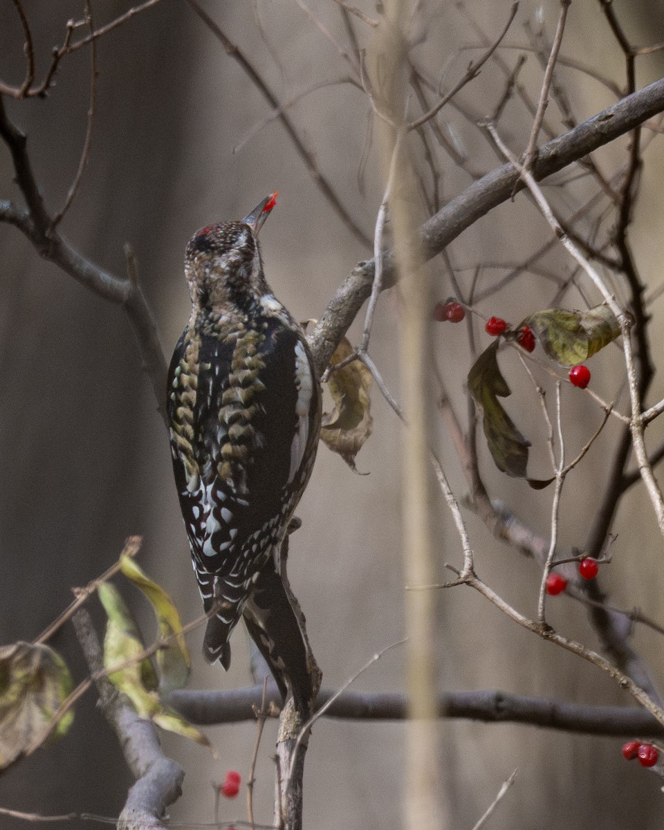 Yellow-bellied Sapsucker - ML647161488
