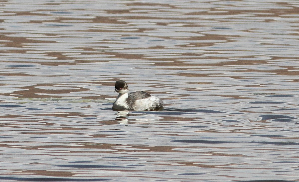 Silvery Grebe - ML647161493
