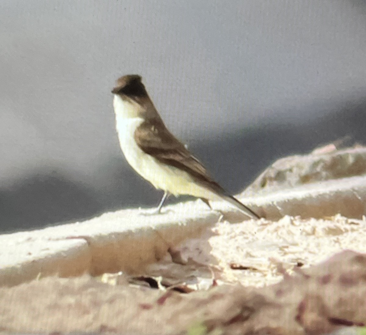 Ak Karınlı Fibi - ML647161494