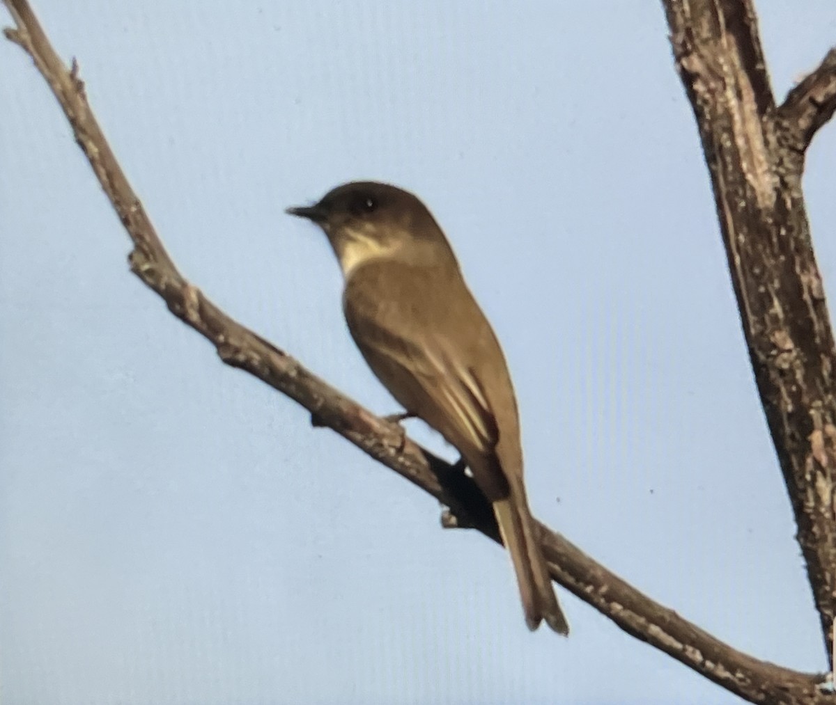 Ak Karınlı Fibi - ML647161495