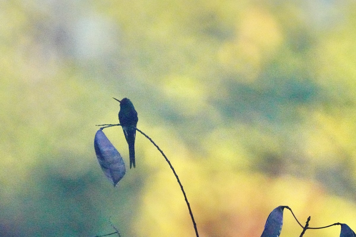 Golden-crowned Emerald - ML647161503