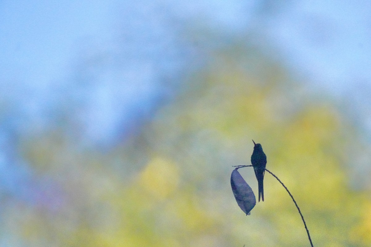 Golden-crowned Emerald - ML647161504