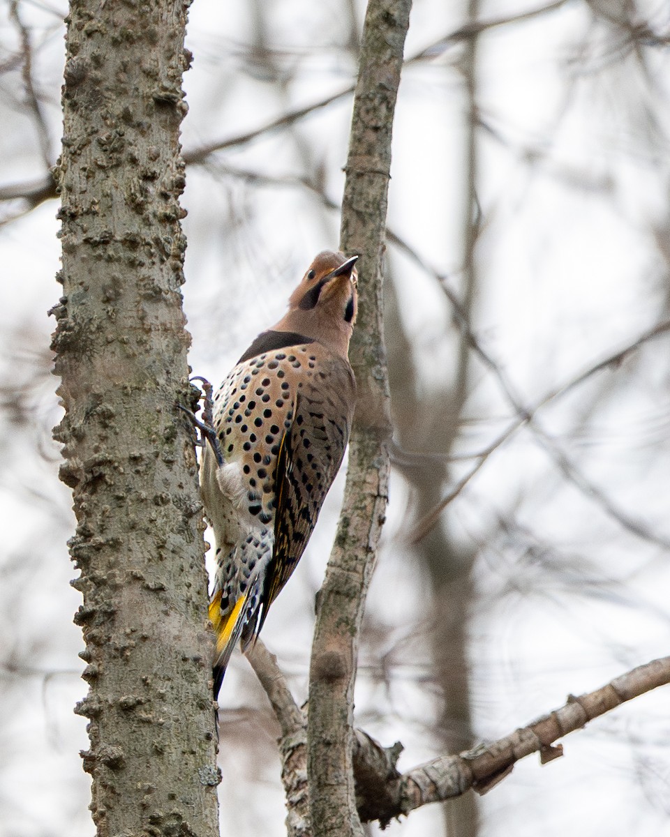 Northern Flicker - ML647161506