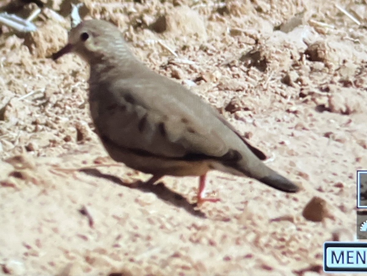 Serçe Kumrusu - ML647161508