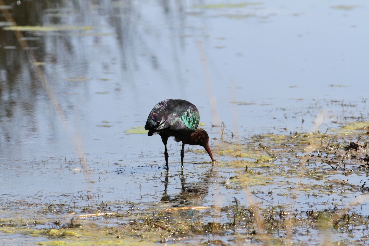 Puna Ibis - ML647161509
