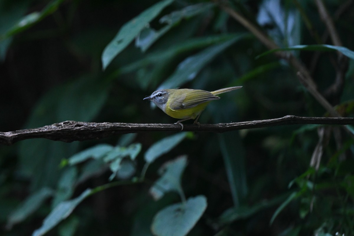 Yellow-bellied Warbler - ML647161516