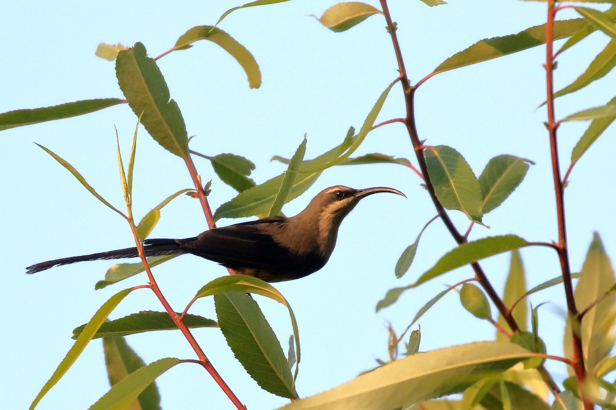 Tacazze Sunbird - ML647161524