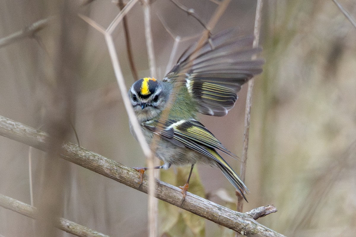 Golden-crowned Kinglet - ML647161528