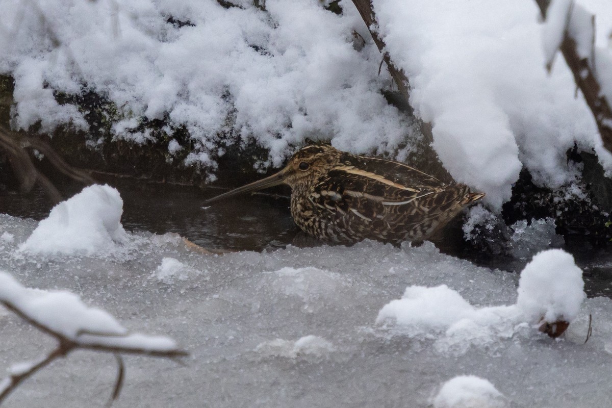 Wilson Suçulluğu - ML647161538