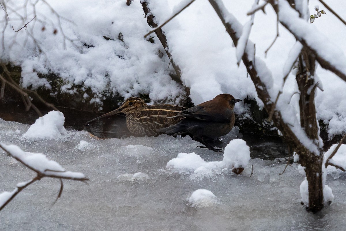 Wilson Suçulluğu - ML647161539