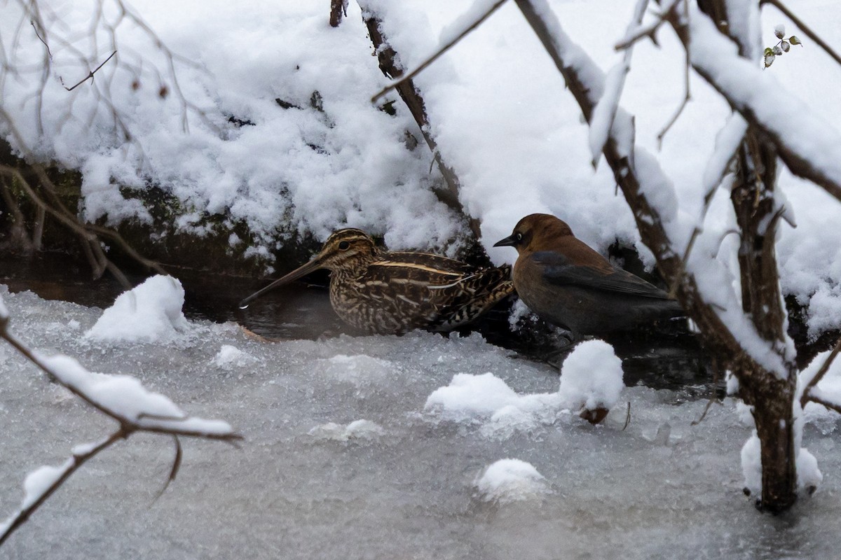 Wilson Suçulluğu - ML647161540