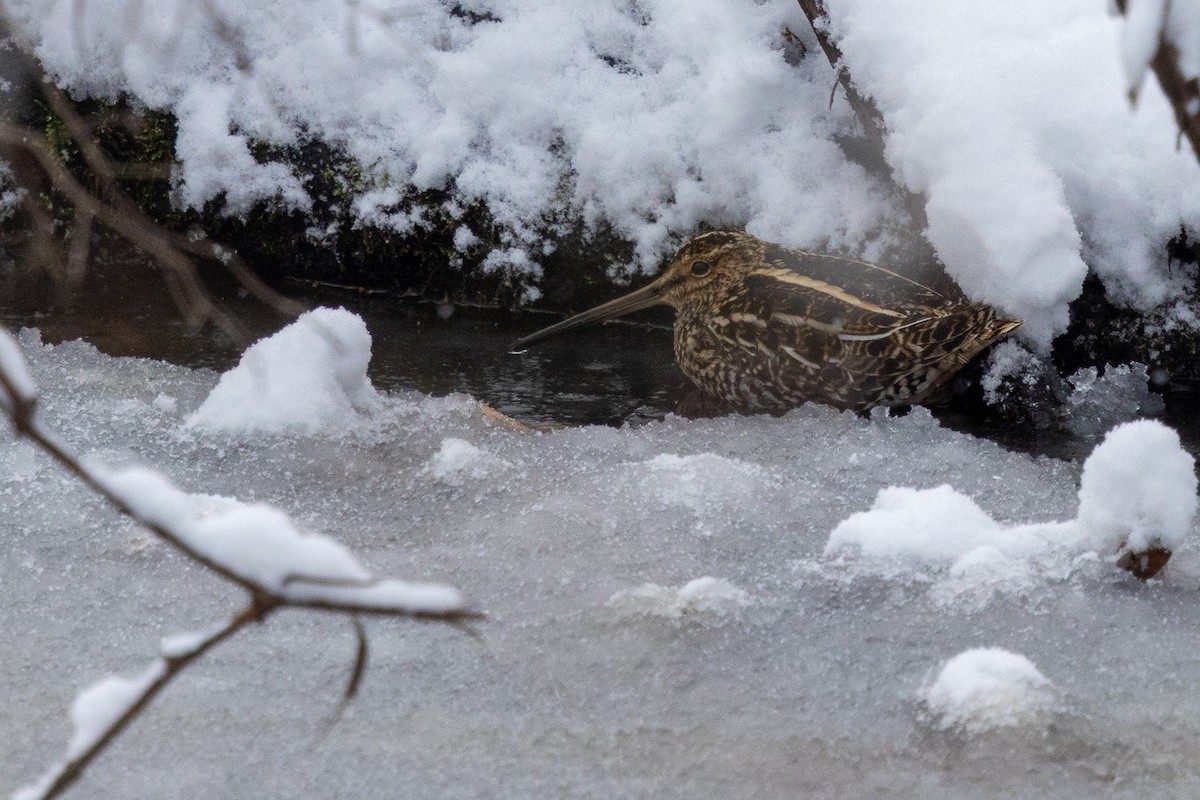 Wilson Suçulluğu - ML647161541