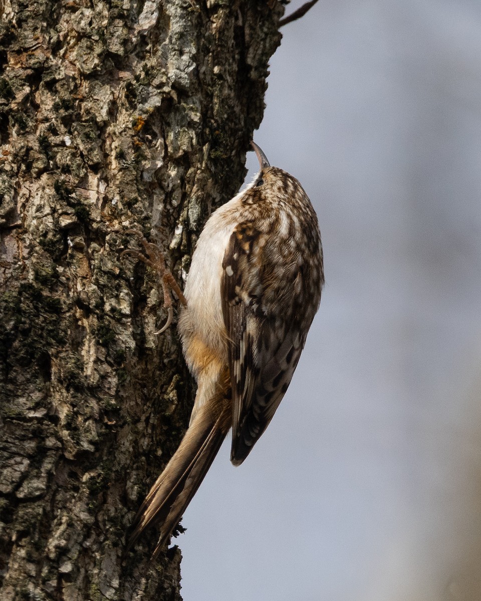 Brown Creeper - ML647161544
