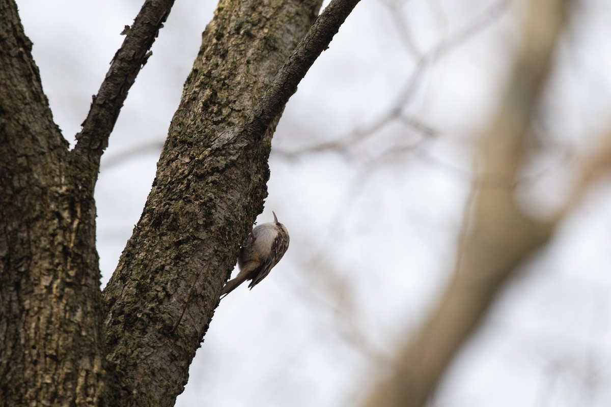 Brown Creeper - ML647161545